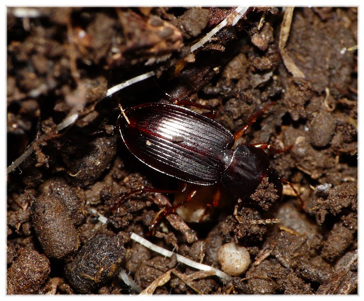 Platyderus dalmatinus, ora P. vignai